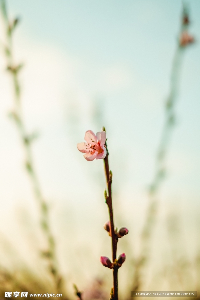 桃花