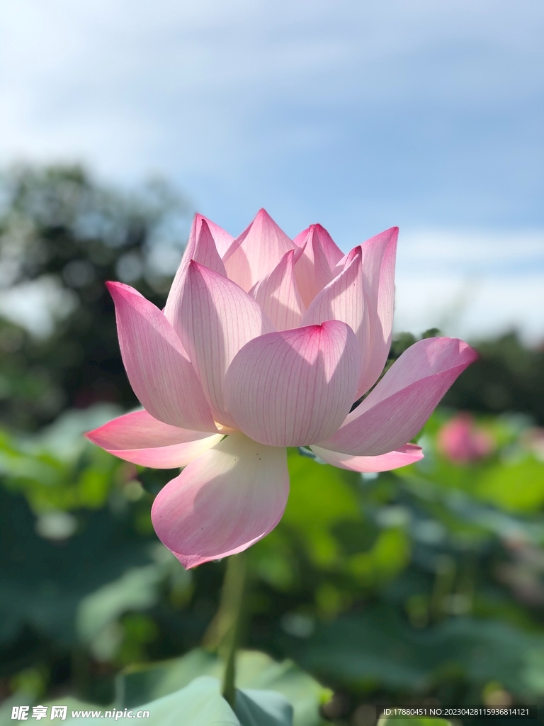 荷花