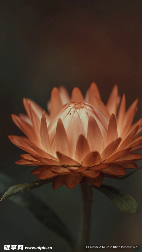 蜡菊
