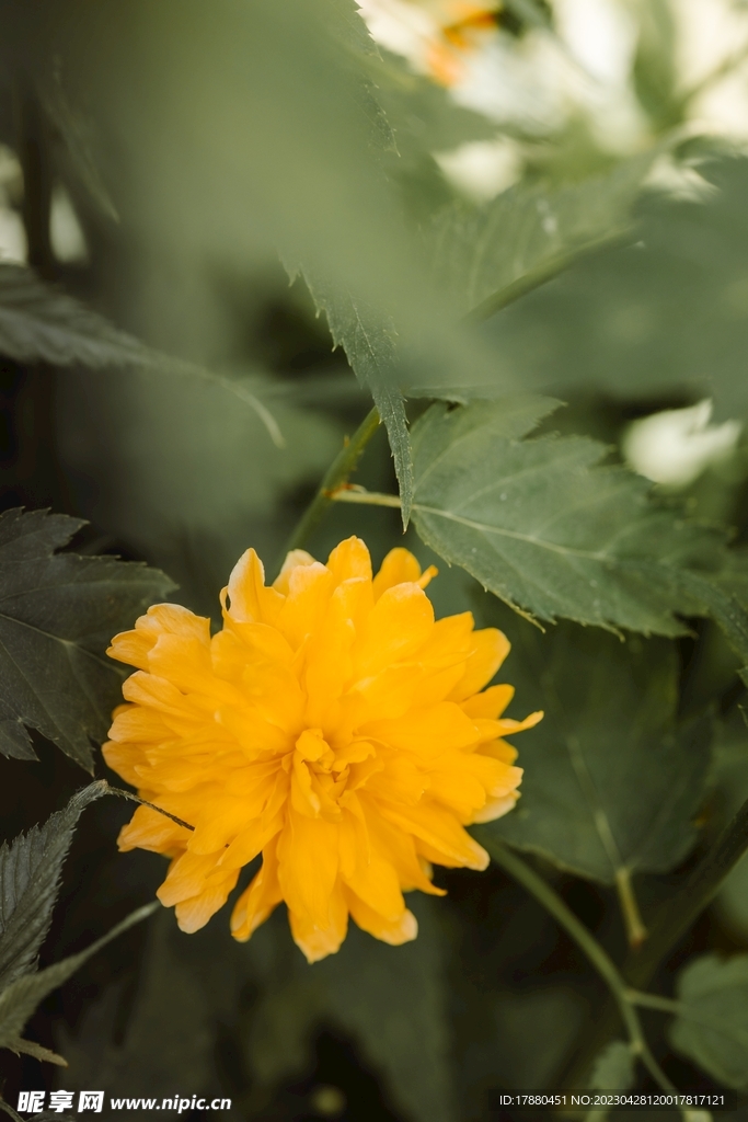 重瓣棣棠花