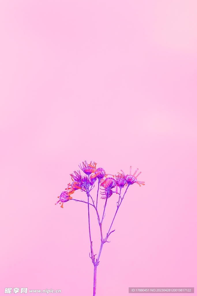 柳兰