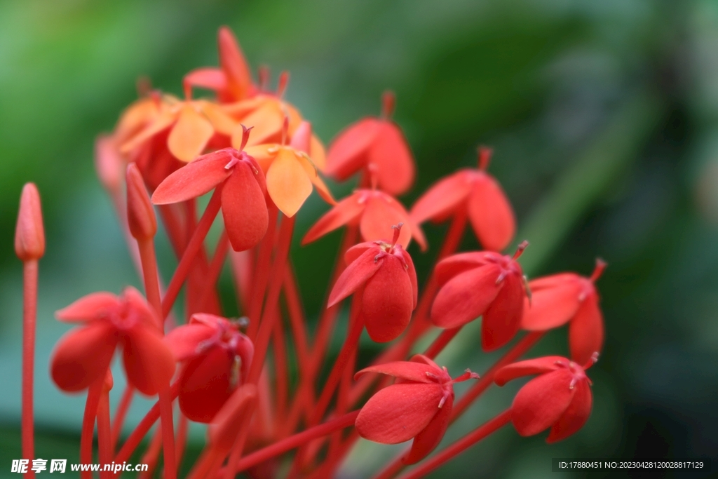 龙船花