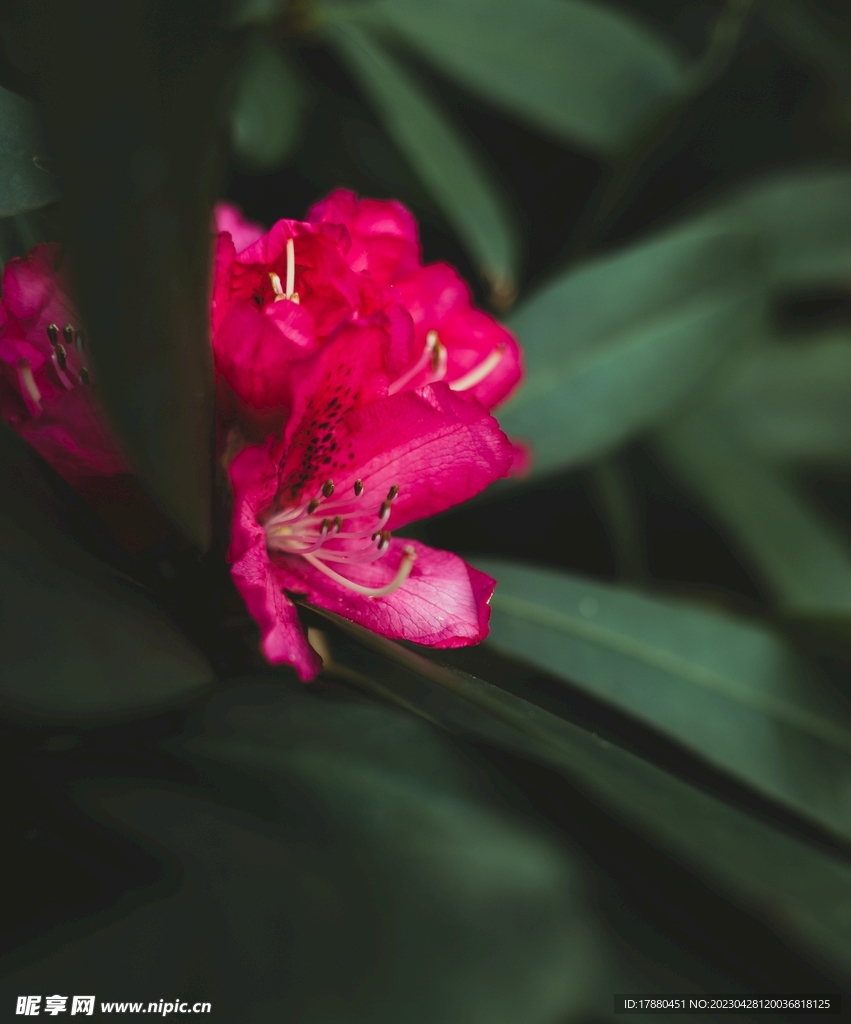 蓝花草