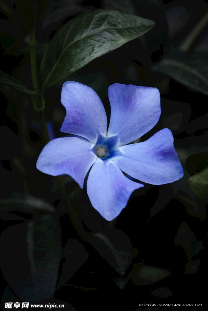 蔓长春花