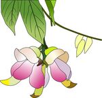 禾雀花矢量图