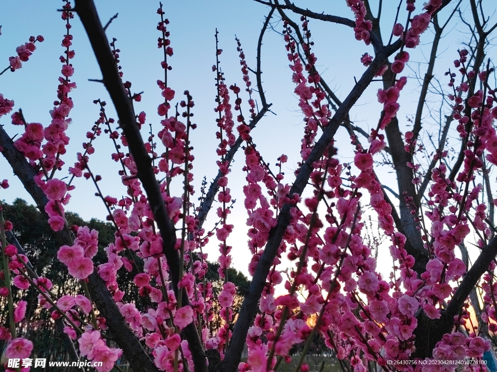 梅花