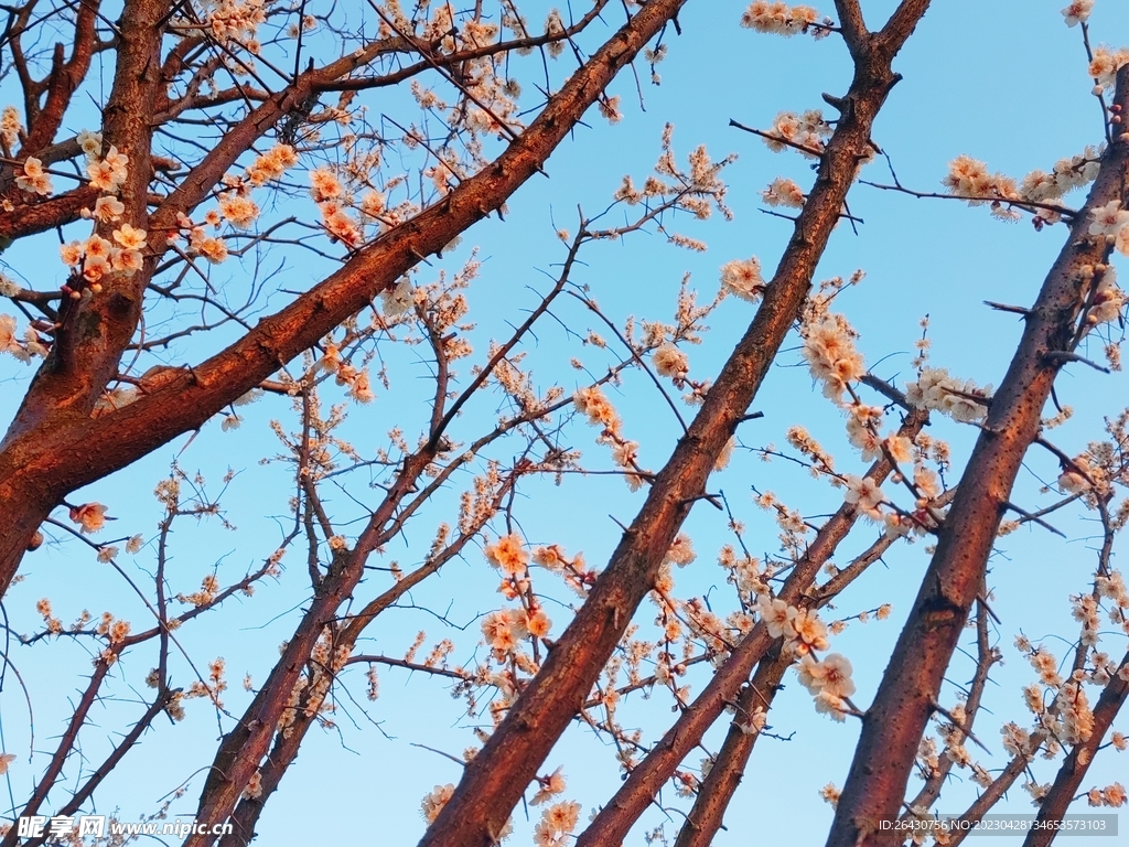 白色梅花