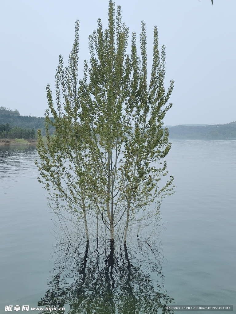 水库里的树