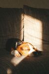睡眠中的狗