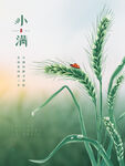 小满麦穗好时节海报