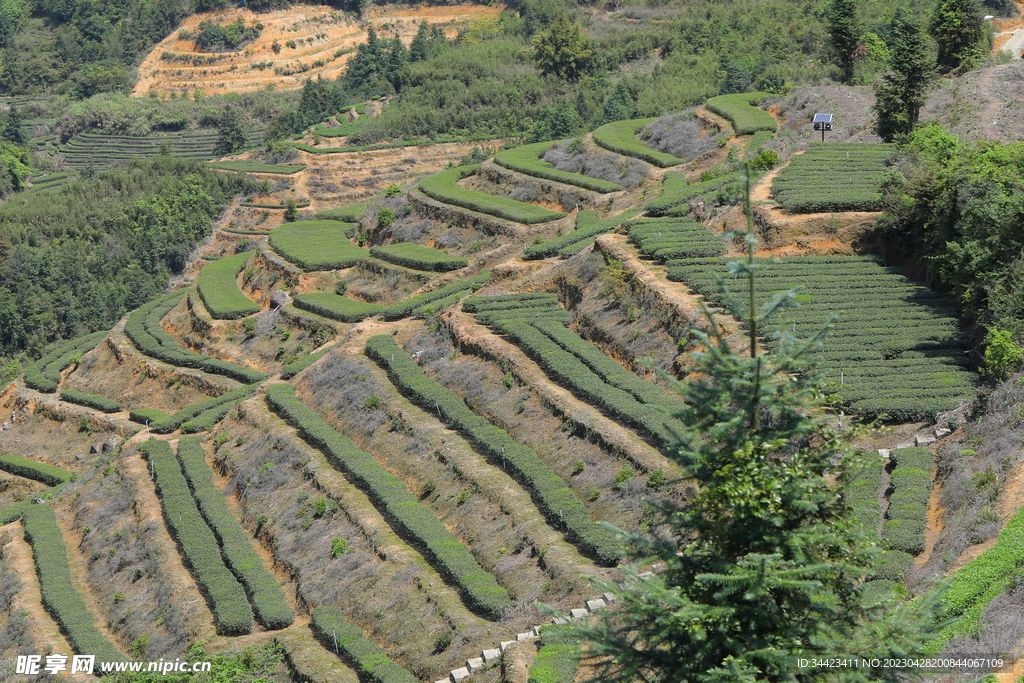 茶山