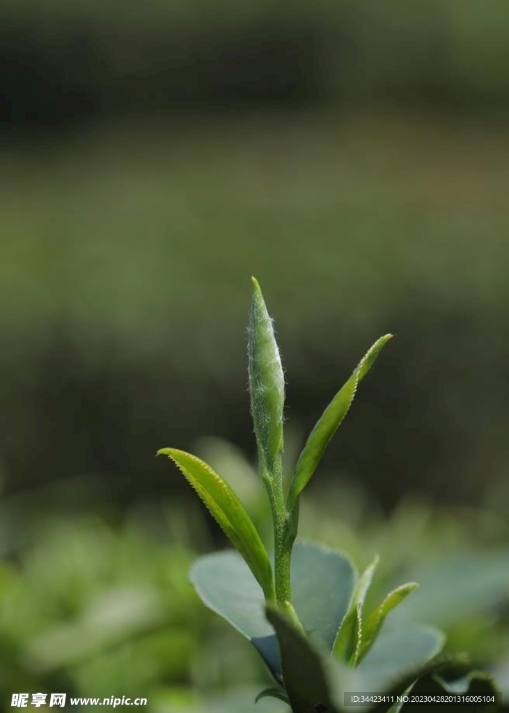 带毫茶芽