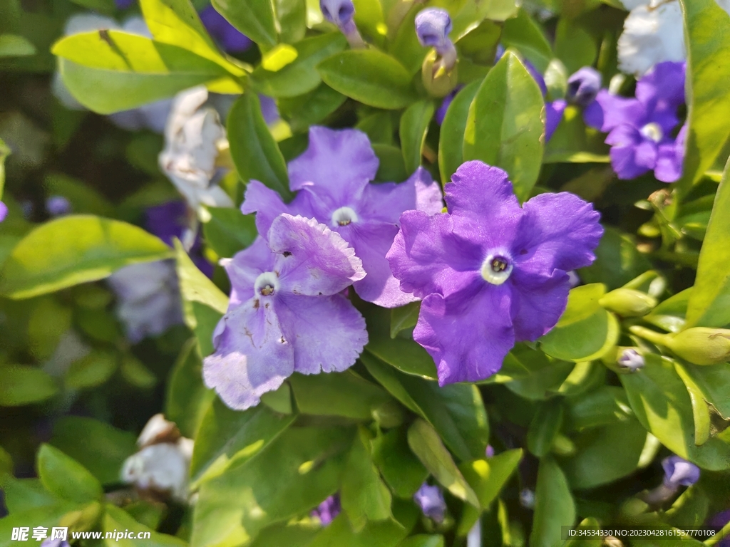 鲜花