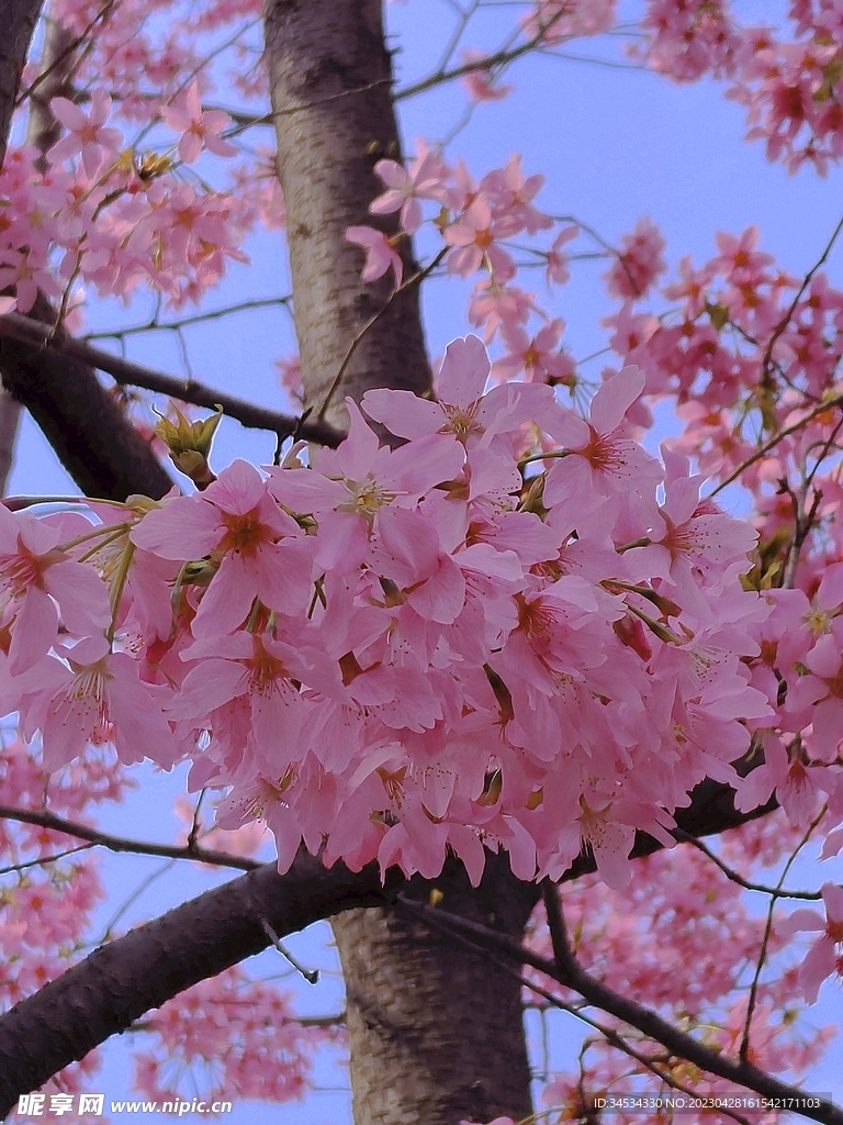 樱花