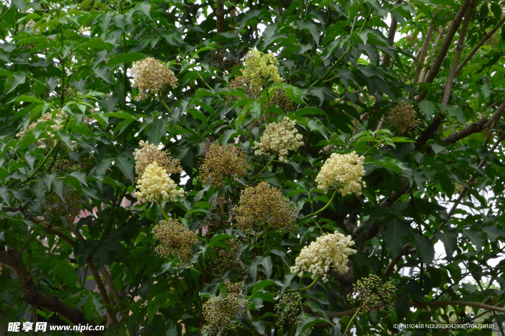 丁香花