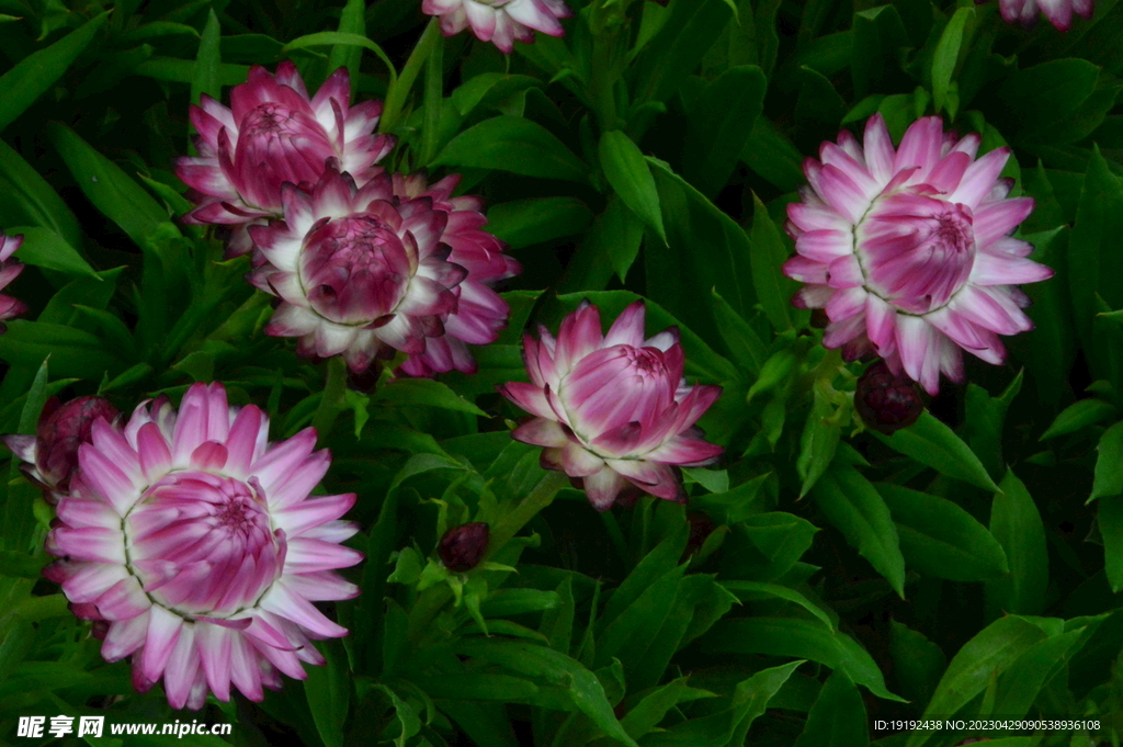 蜡菊 