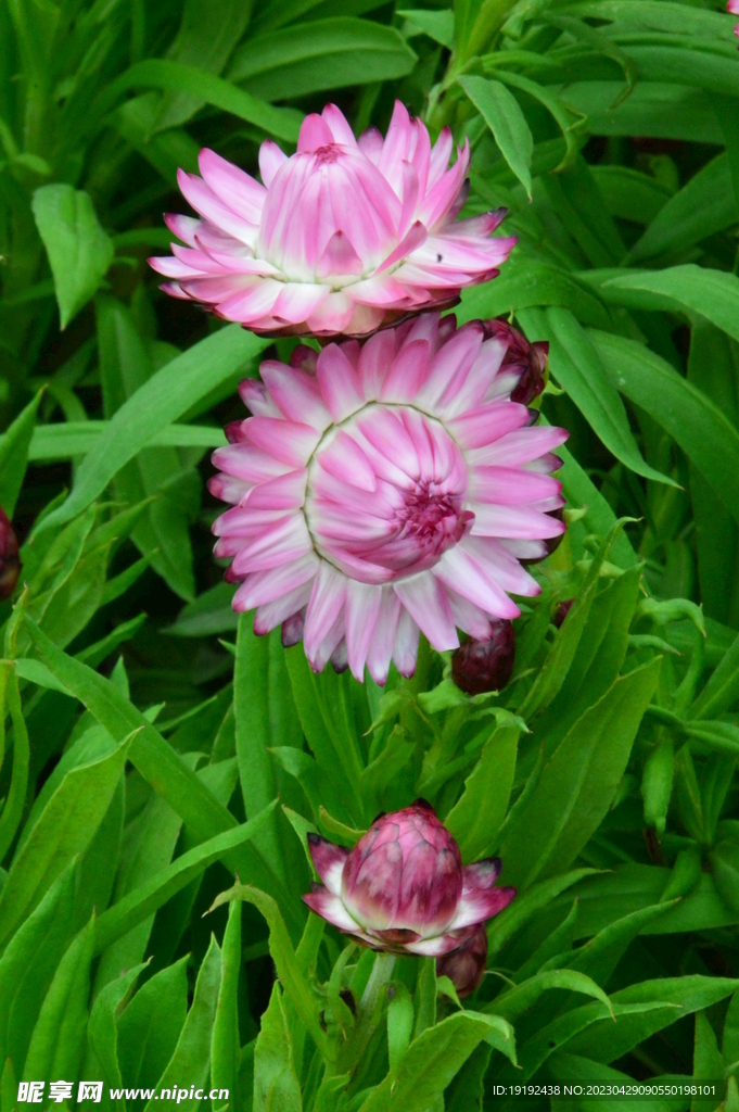 蜡菊 