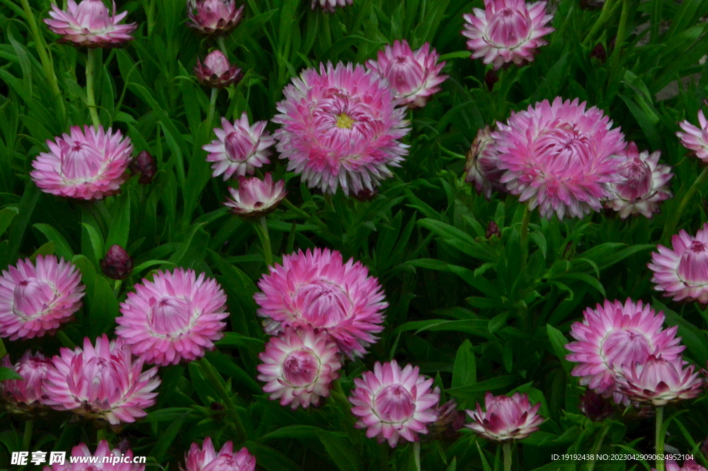 蜡菊 