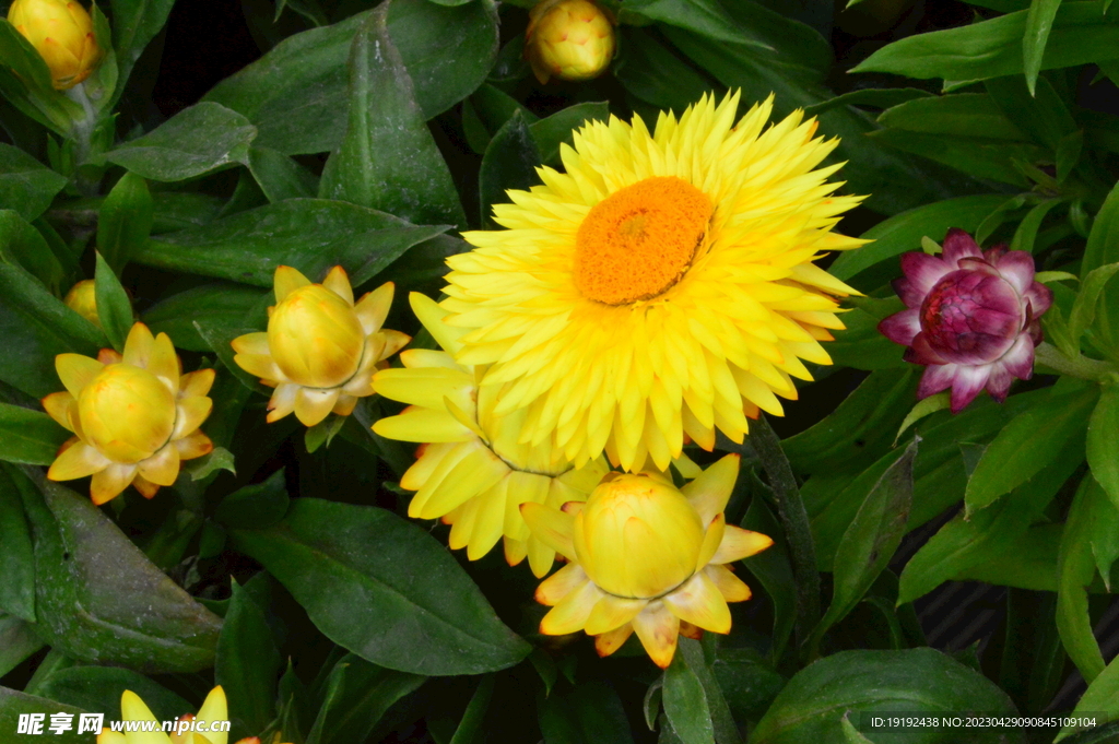 蜡菊 