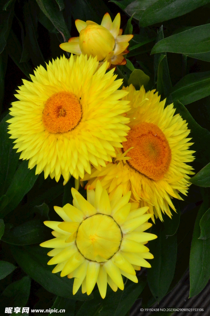蜡菊 