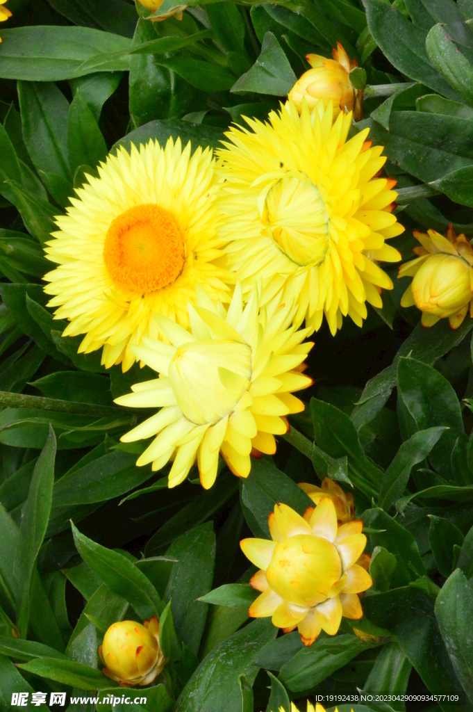 蜡菊