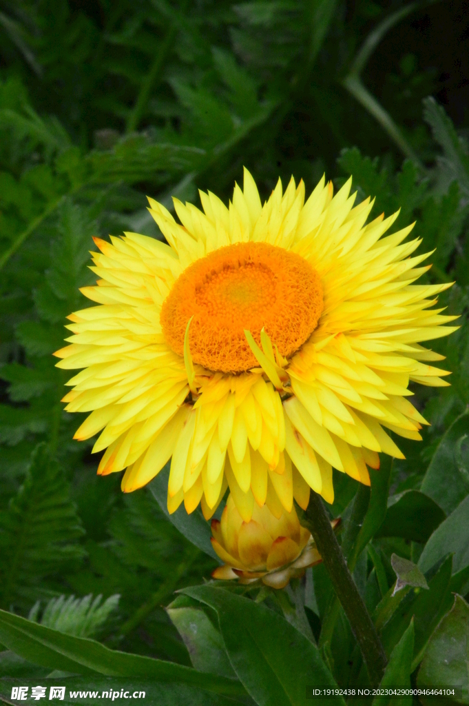 蜡菊 
