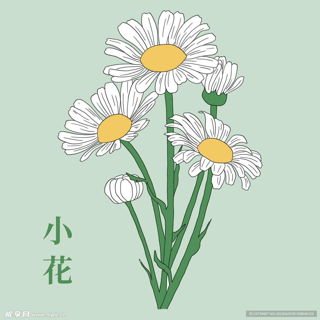 小雏菊