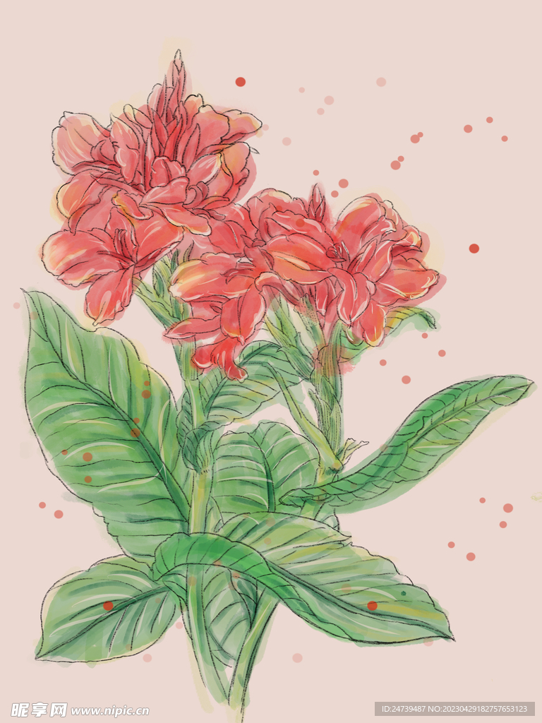 美人蕉