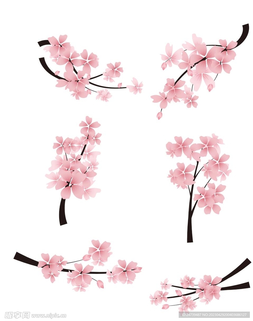 樱花