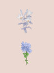 花朵
