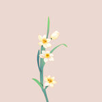 水仙