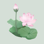 荷花