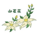 山茶花