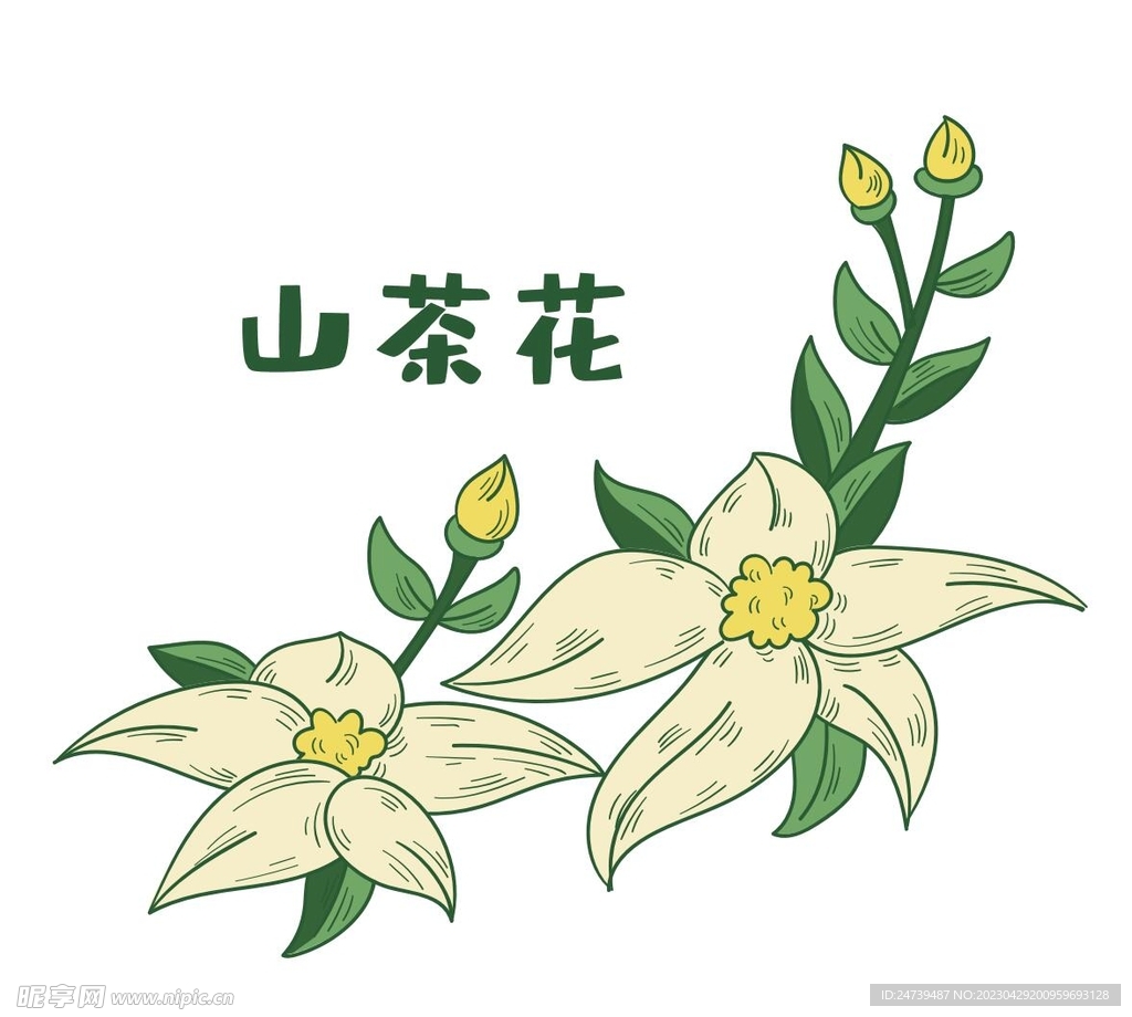 山茶花