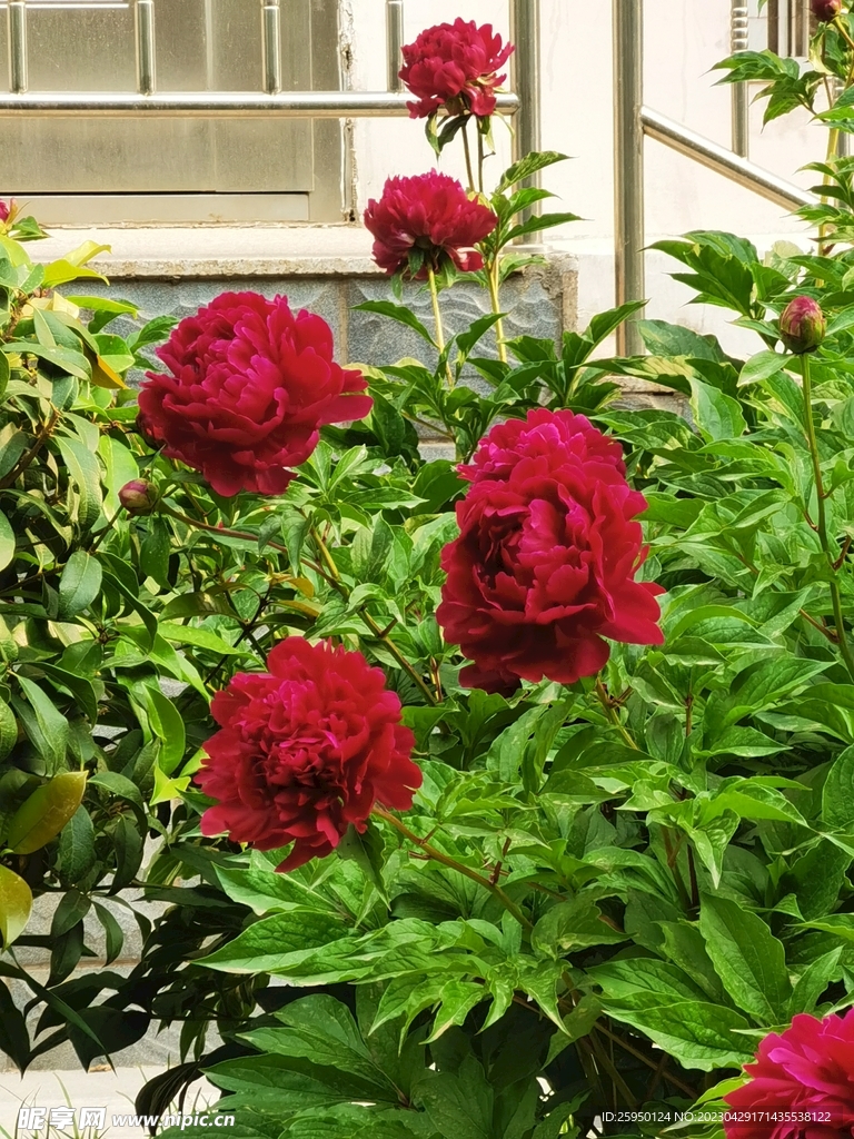 芍药