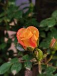 玫瑰花