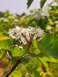 山楂花
