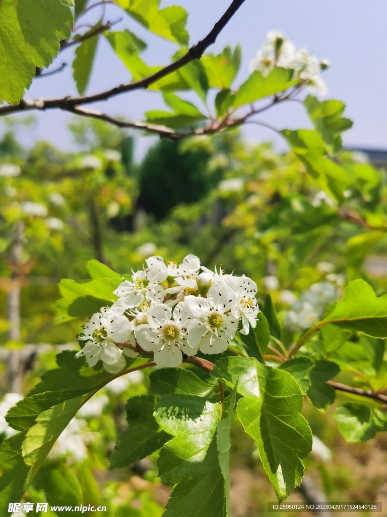 山楂花