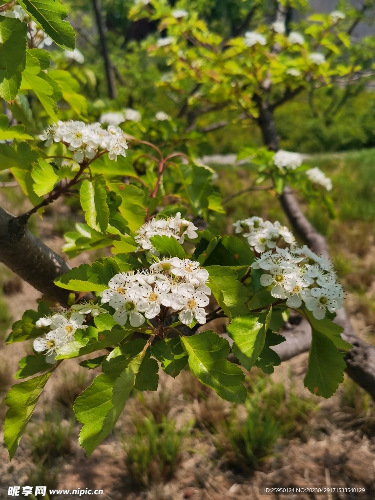 山楂花 