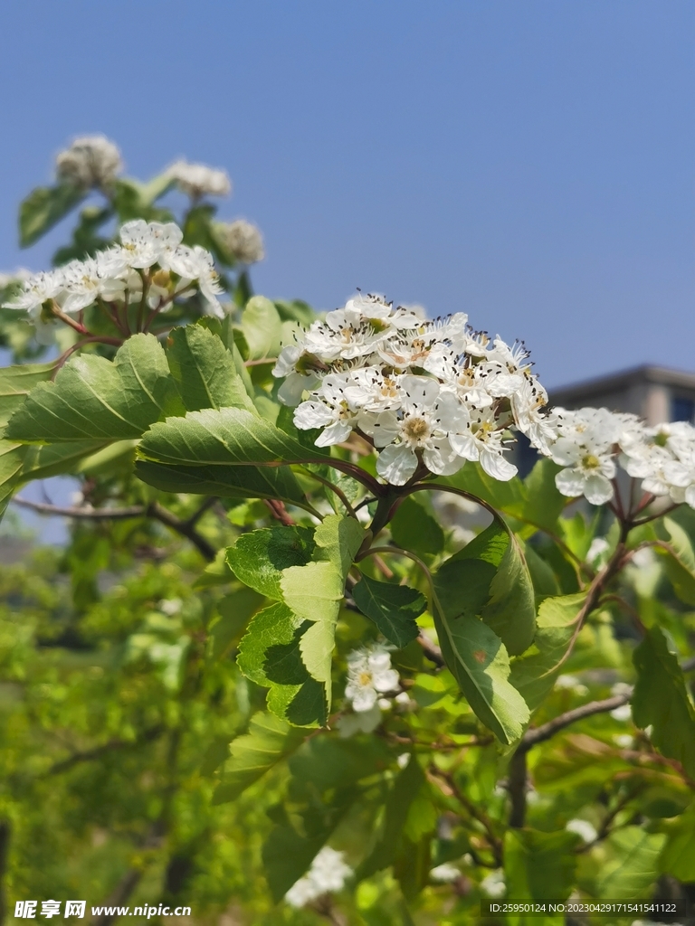 山楂花