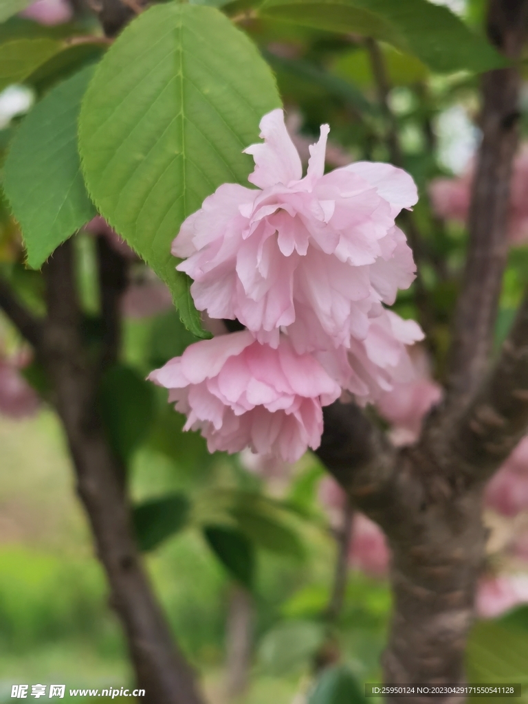 樱花