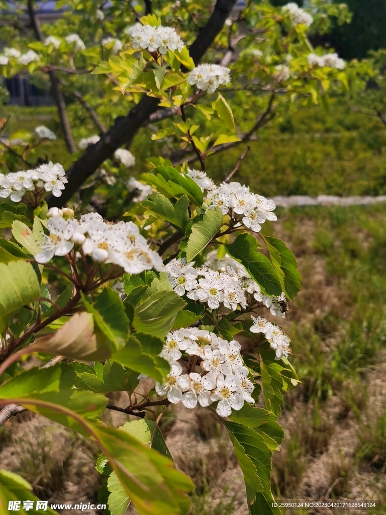 山楂花