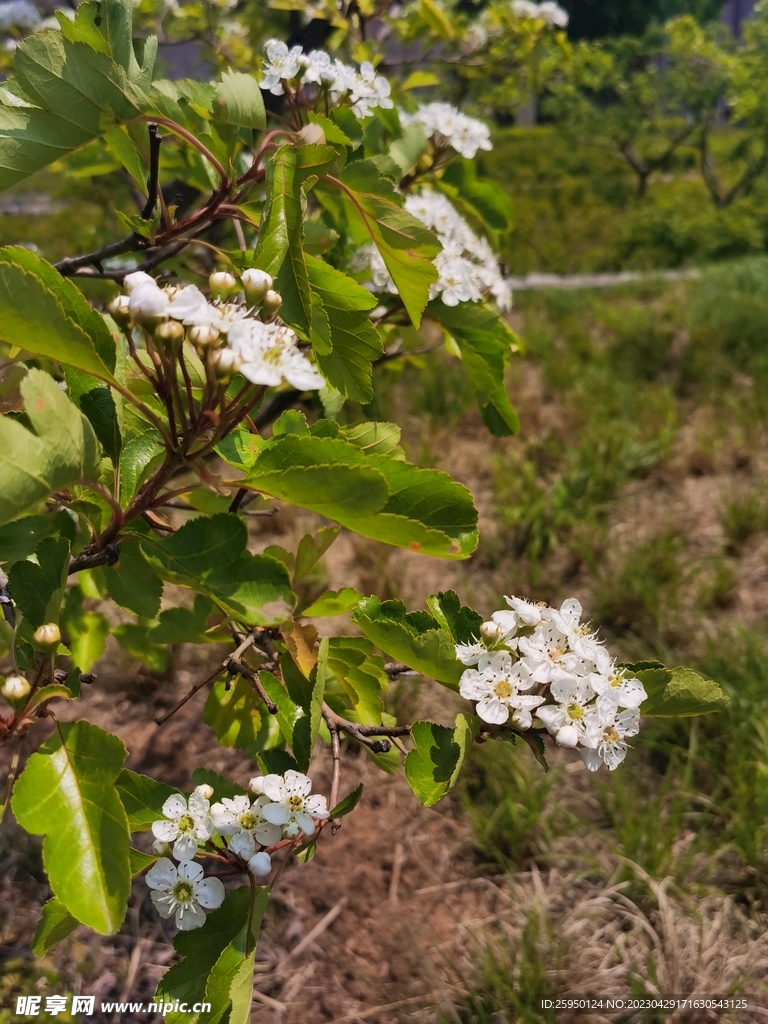 山楂花