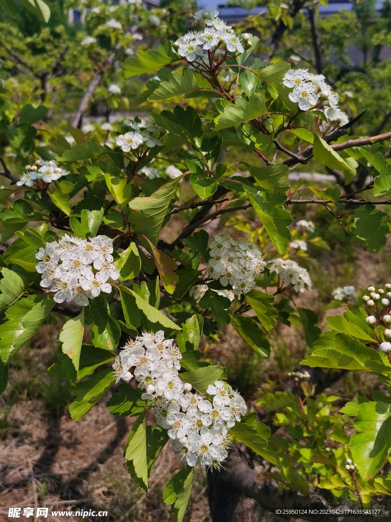 山楂花