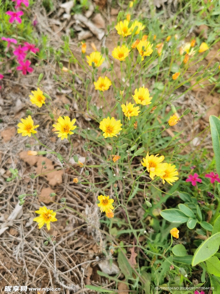 苦菜花