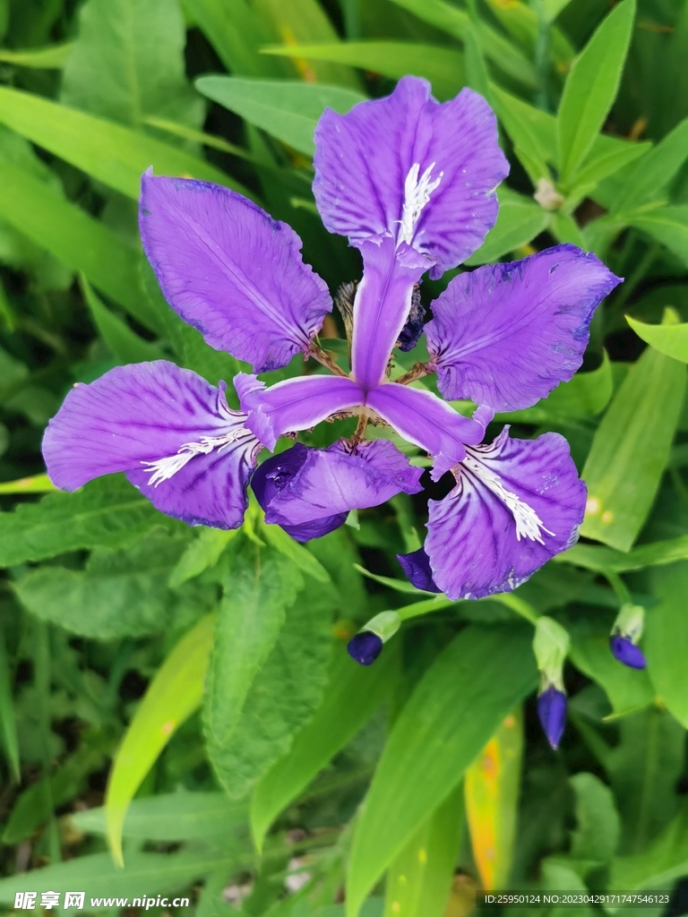 鸢尾花