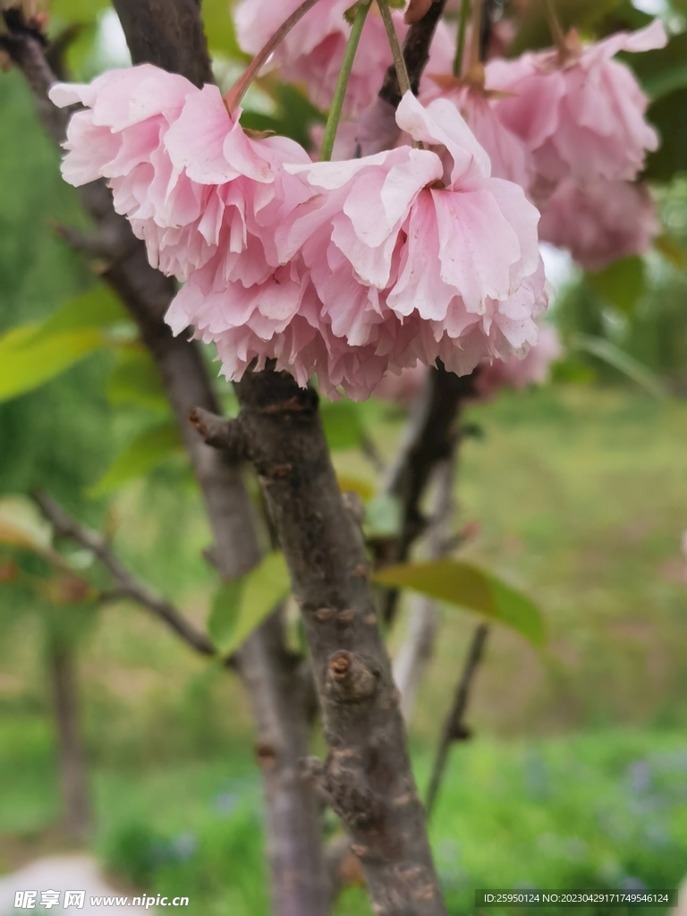 樱花