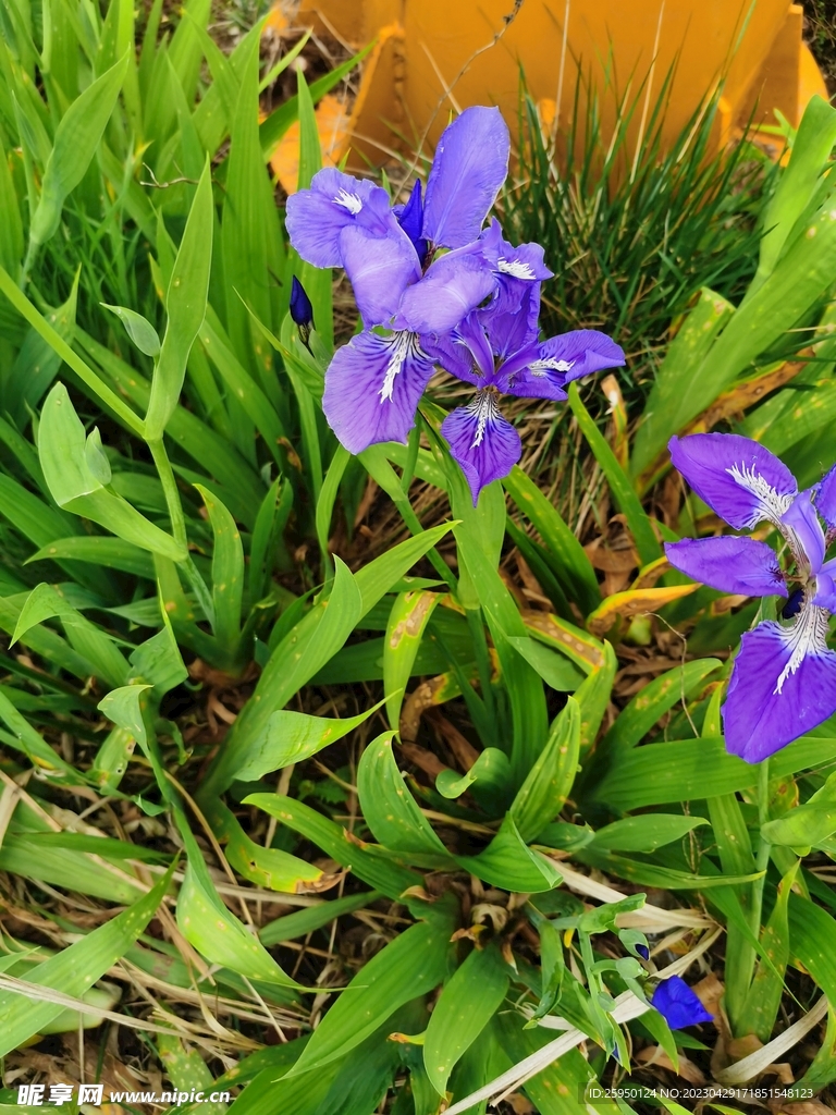 鸢尾花