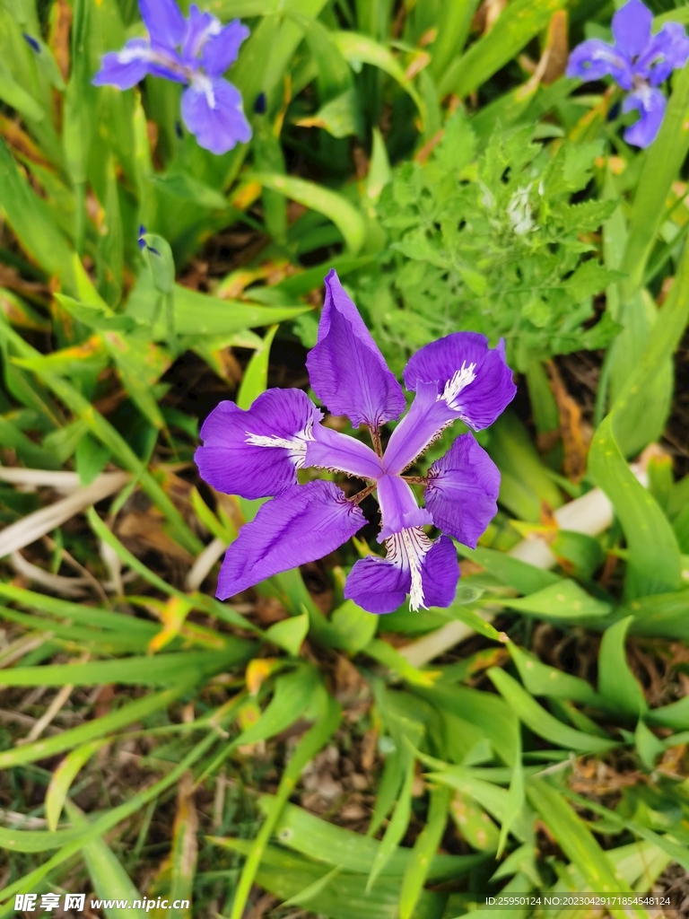 鸢尾花