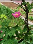 芍药